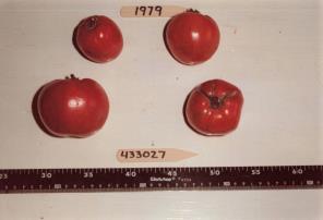 Click for 1 image(s) for this accession. FRUIT